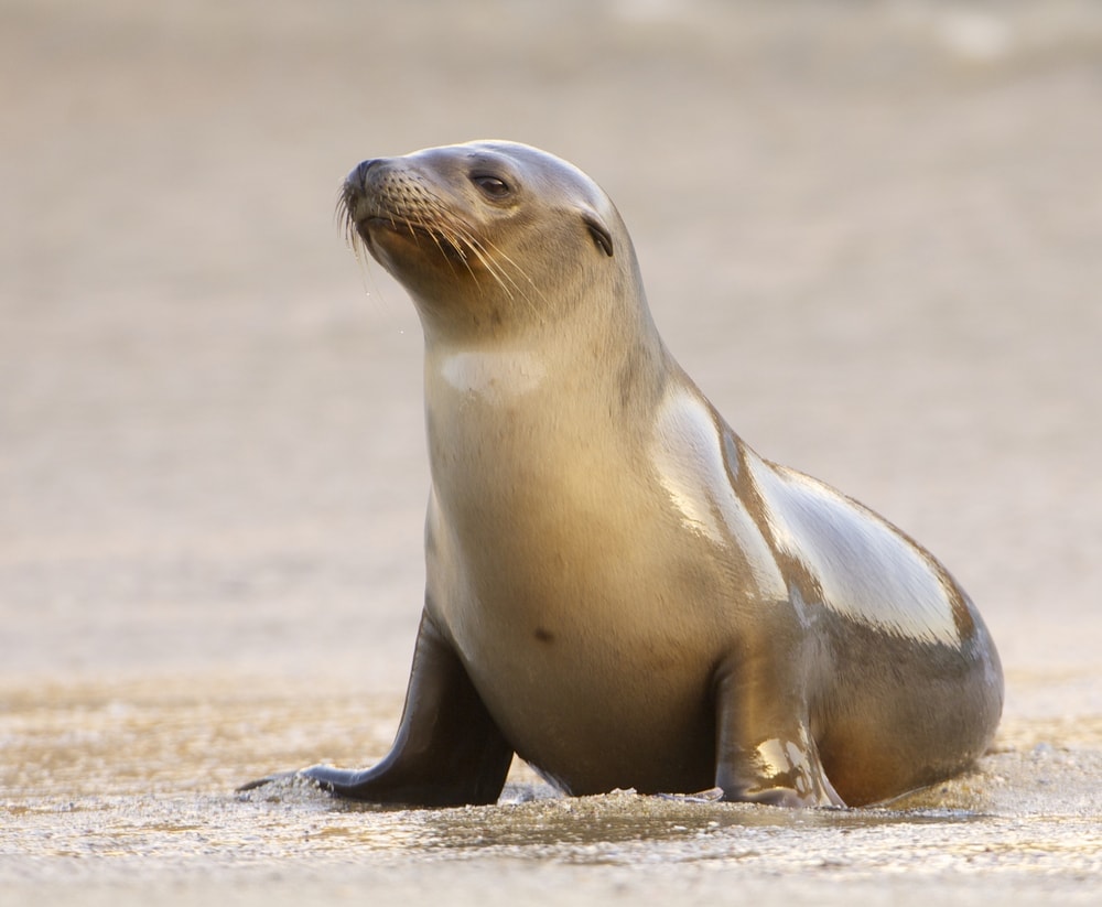 California sea lion (Zalophus californianus)
