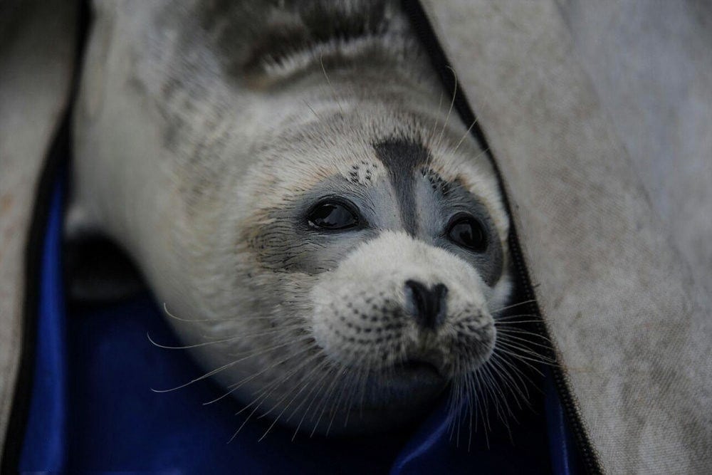 Caspian seal (Pusa caspica)