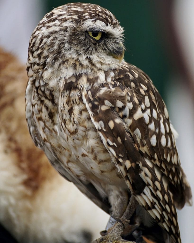 Elf Owls - Genus Micrathene