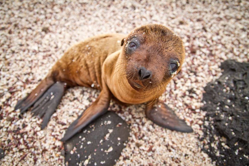 Galápagos fur seal (Arctocephalus galapagoensis)