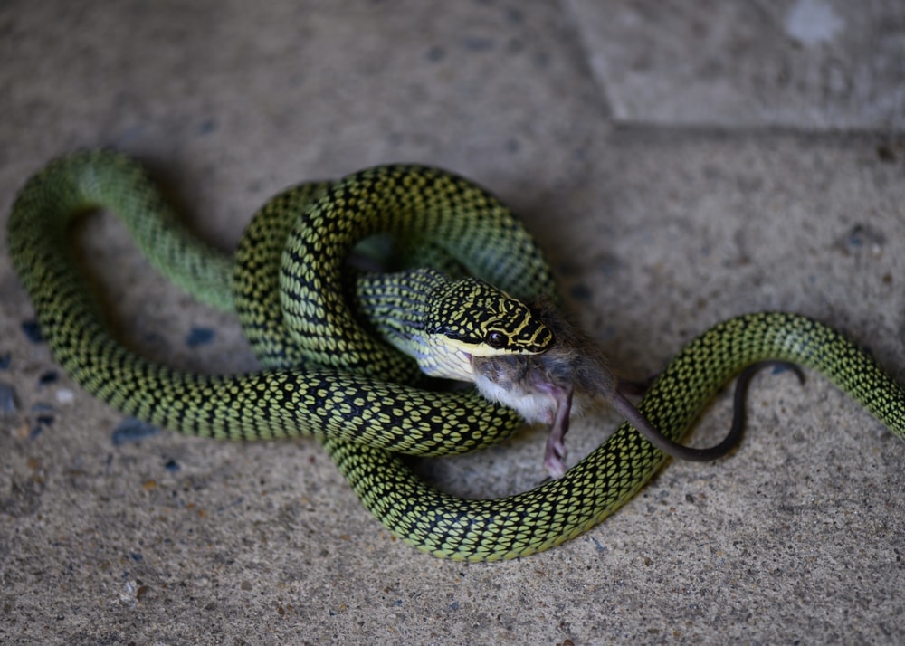 Golden Flying Snake