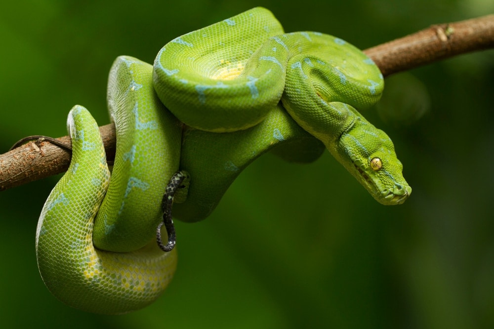 Green Tree Python