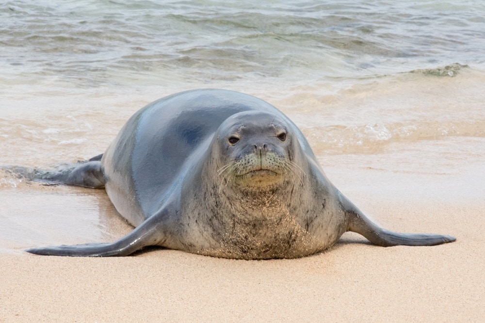 Hawaiian monk seal (Neomonachus schauinslandi)