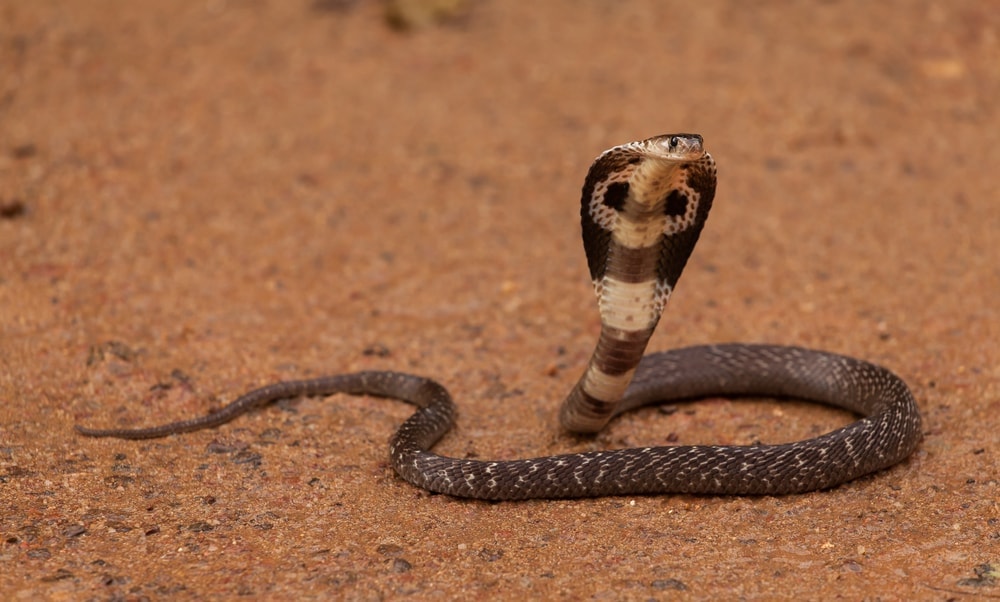 King Cobra