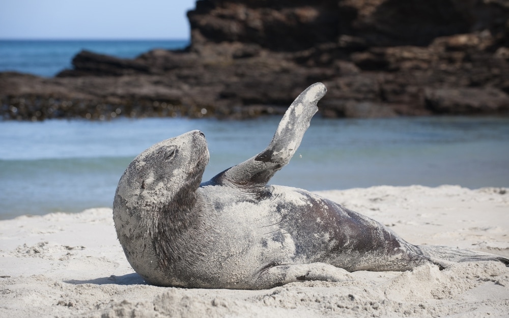 New Zealand sea lion (Phocarctos hookeri)