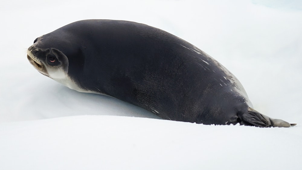Ross seal (Ommatophoca rossi)