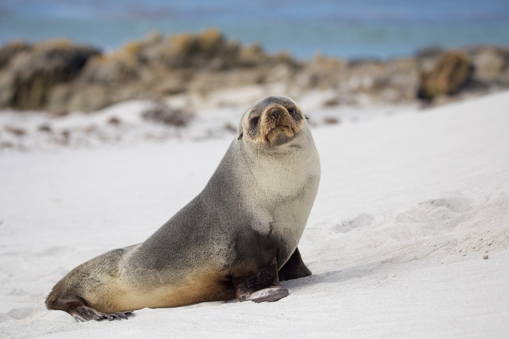 South American fur seal (Arctocephalus australis)