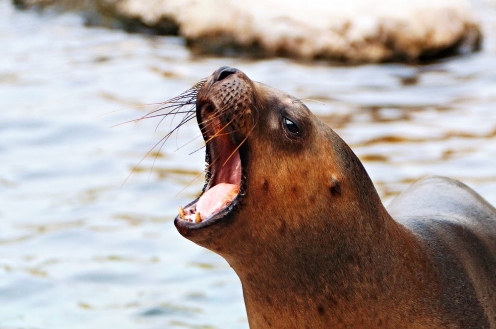 South American sea lion (Otaria flavescens)