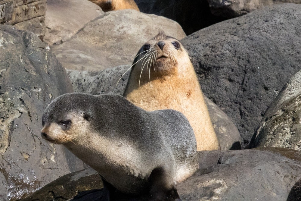 Subantarctic fur seal (Arctocephalus tropicalis)