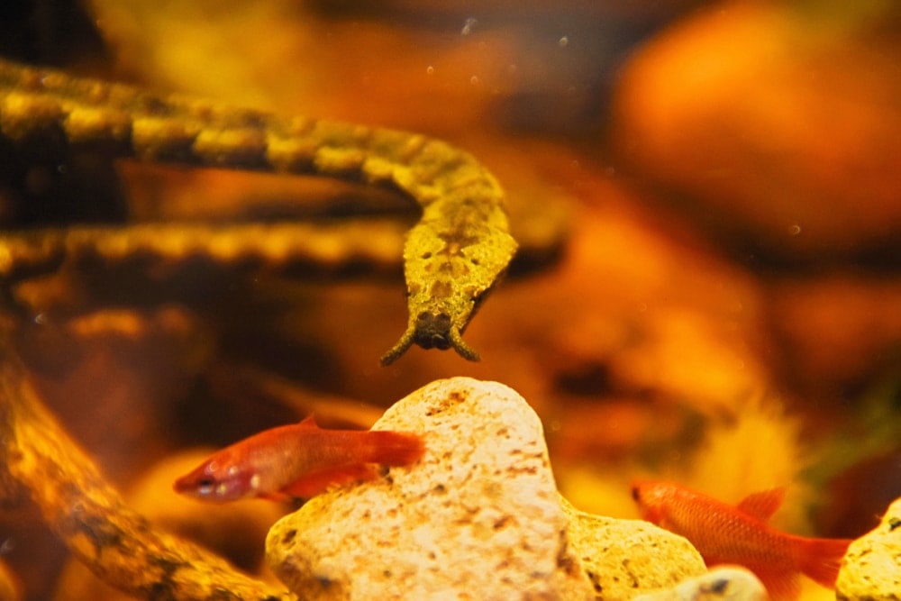 Tentacled Snake