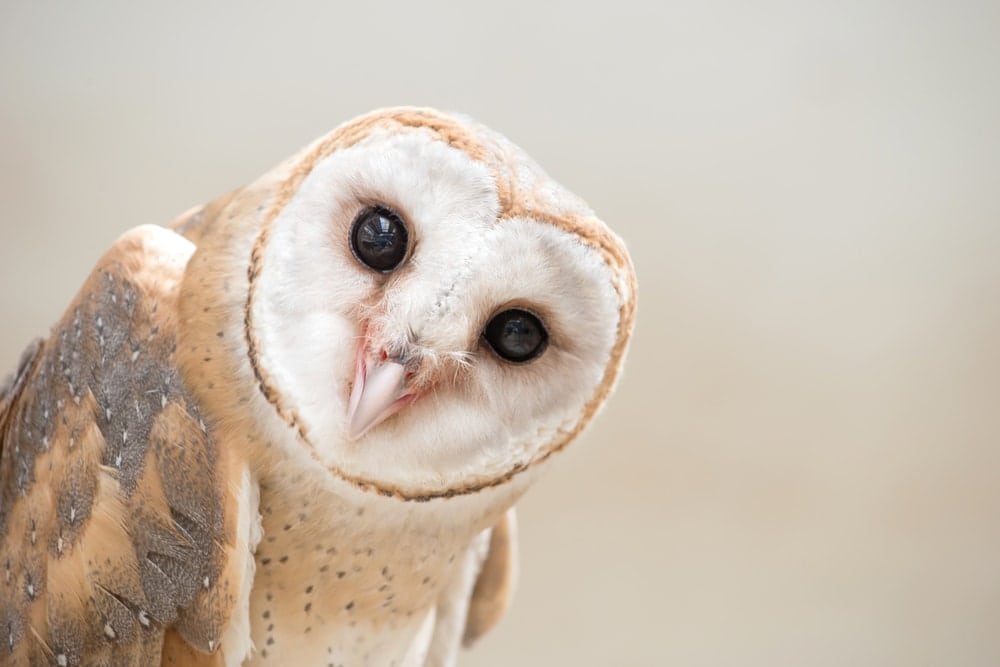 a close up photo of a white barn owl