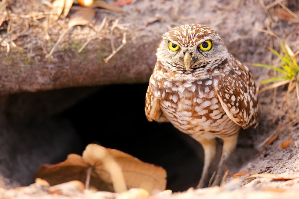 Burrowing Owl (Athene cunicularia)