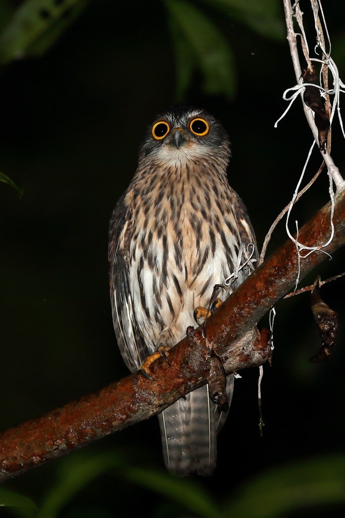 Papuan Boobook (Uroglaux dimorpha)