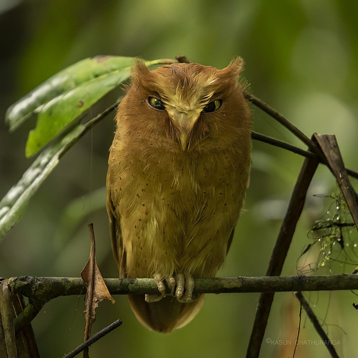 Serendib Scops-Owl (Otus thilohoffmanni)