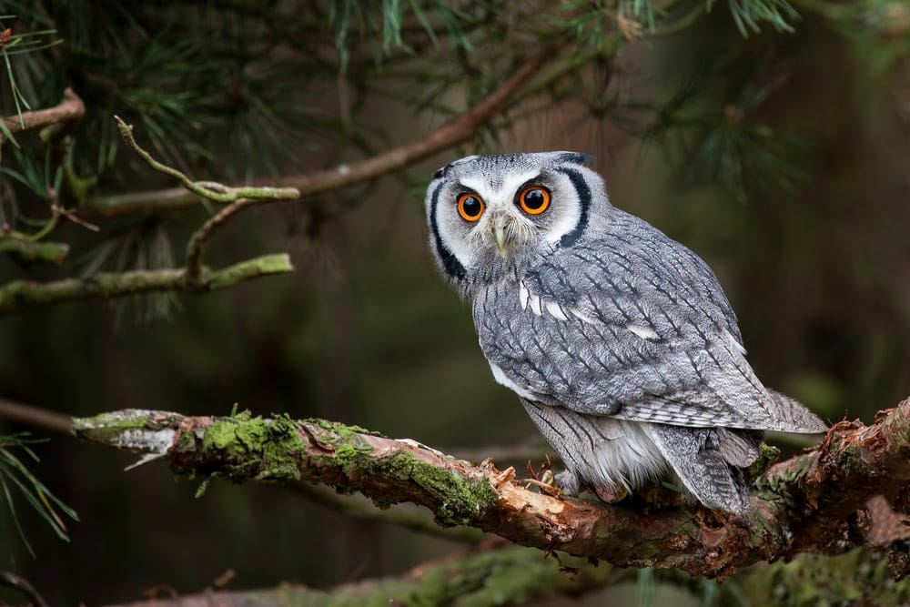 Northern white-faced owls (Ptilopsis leucotis)