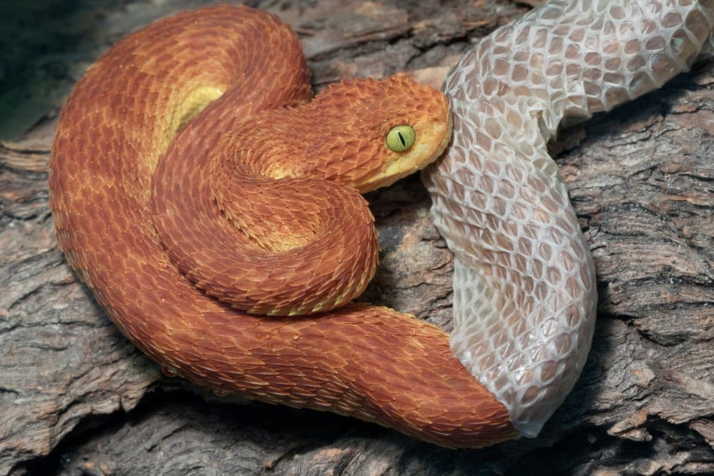 Snakes shedding skin