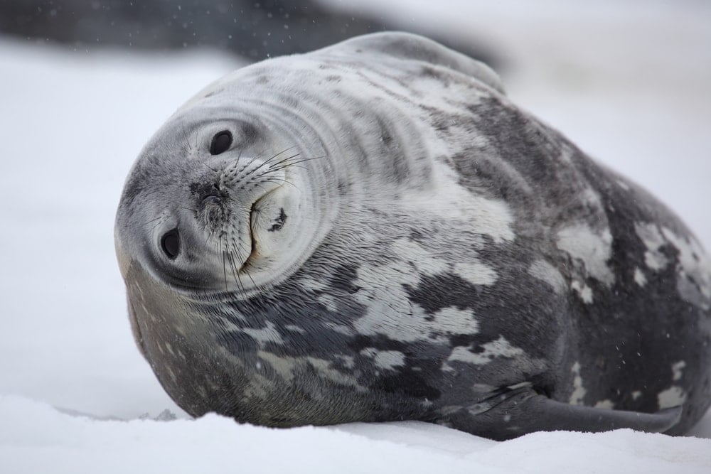 Weddell seal (Leptonychotes weddellii)