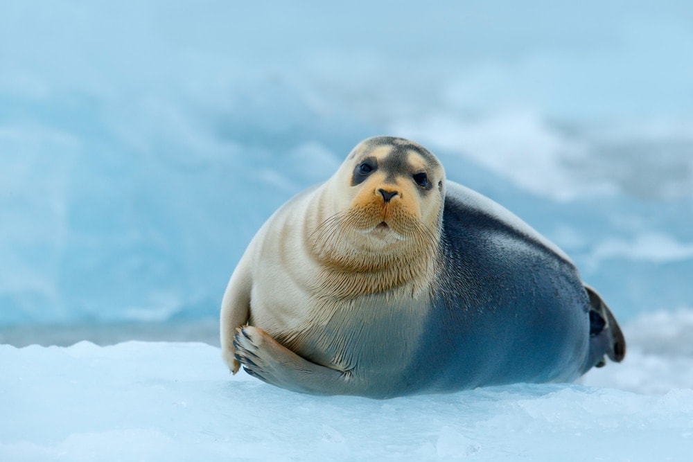 bearded seal (Erignathus barbatus)