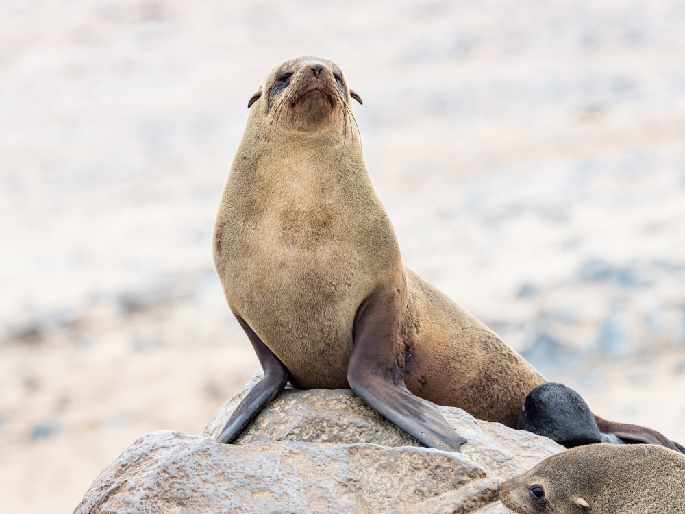 brown fur seal (Arctocephalus pusillus)