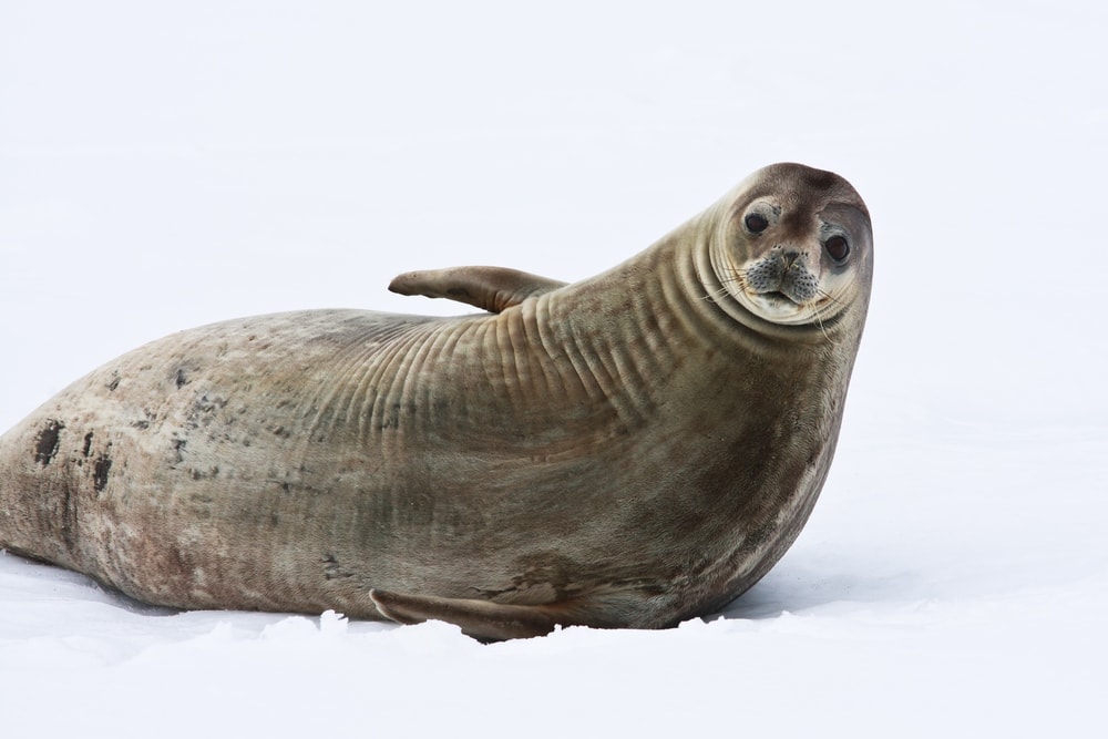 crabeater seal (Lobodon carcinophagus)
