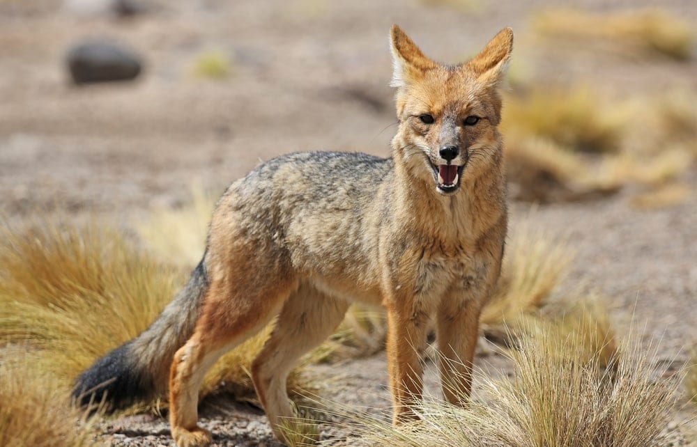 Culpeo fox