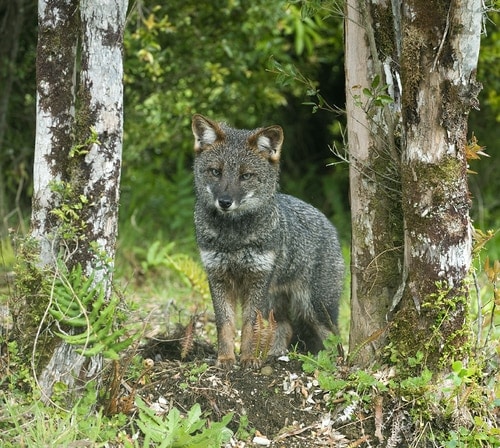 Darwin's Fox