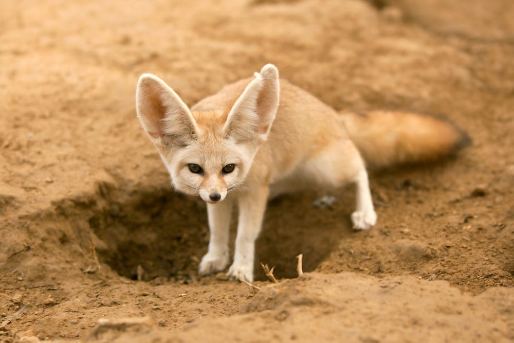 Fennec Fox