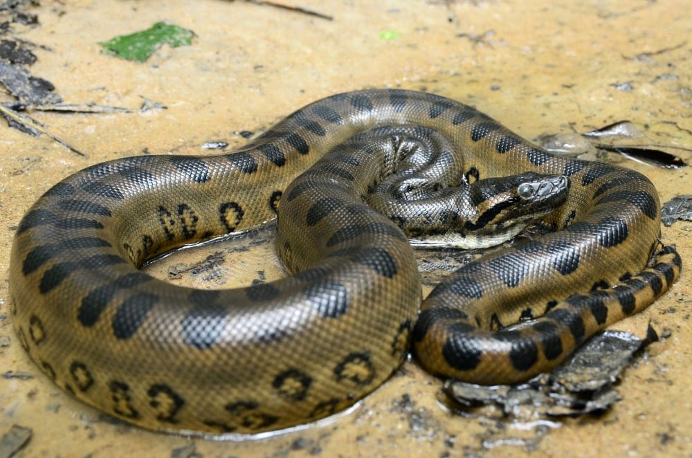 Green Anaconda