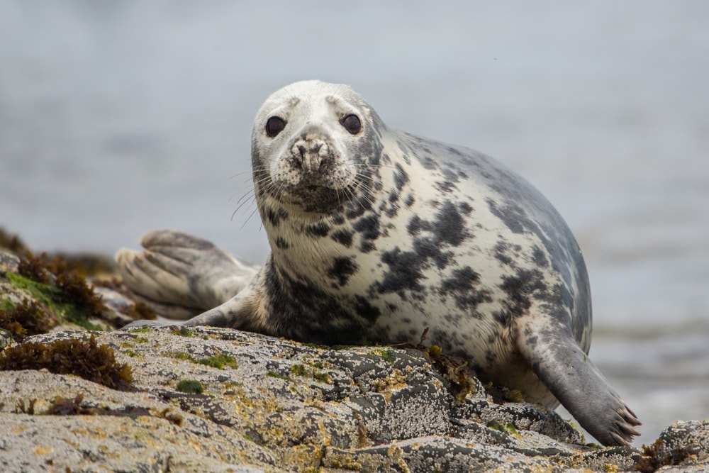 grey seal (Halichoerus grypus)