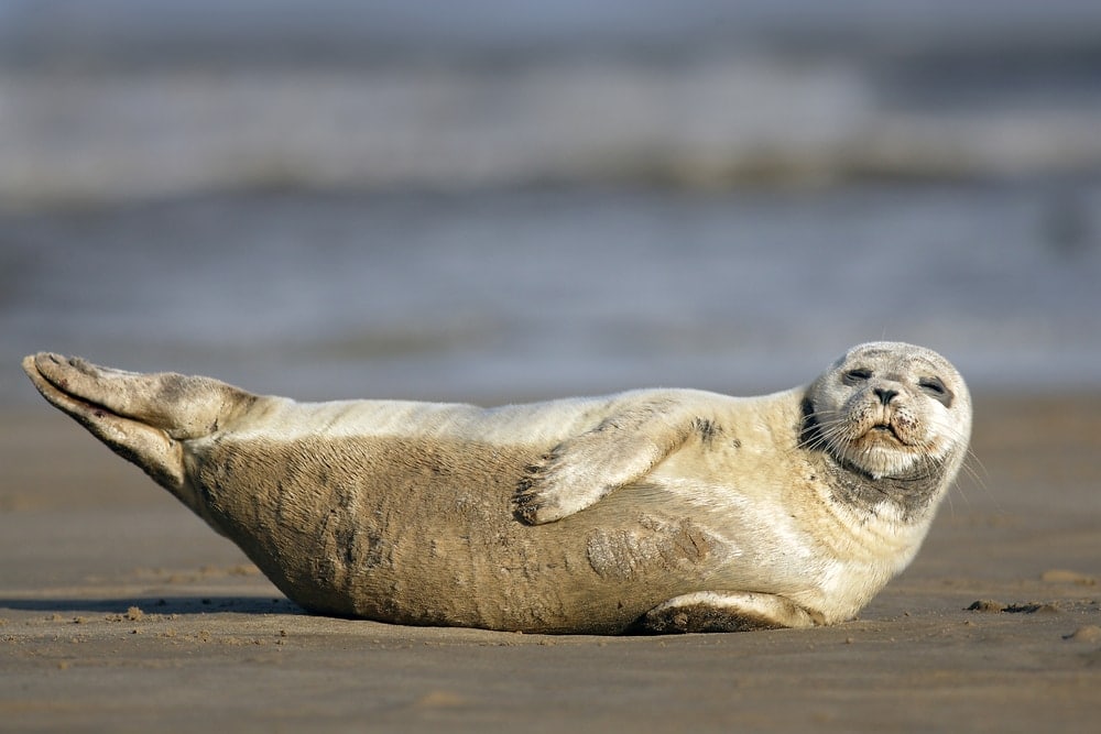 harbor seal (Phoca vitulina)