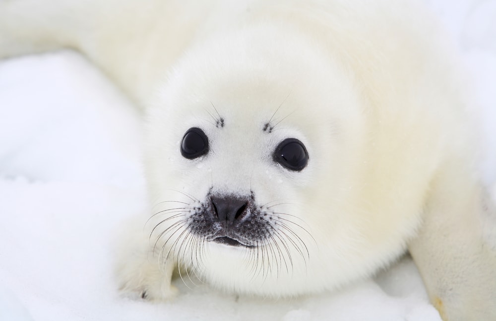 harp seal (Pagophilus groenlandicus)