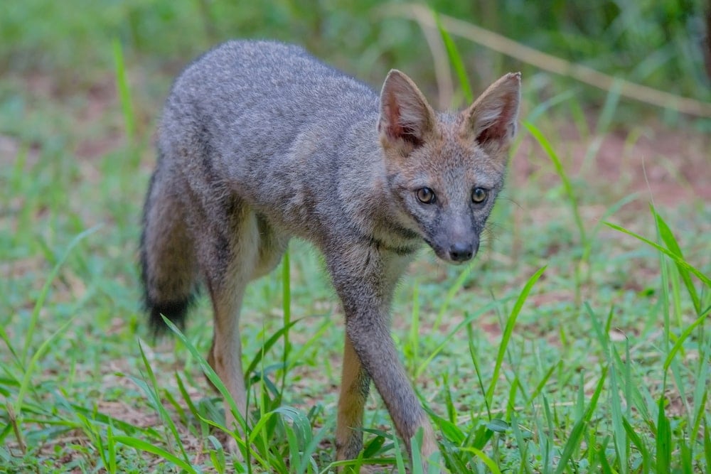 Hoary Fox
