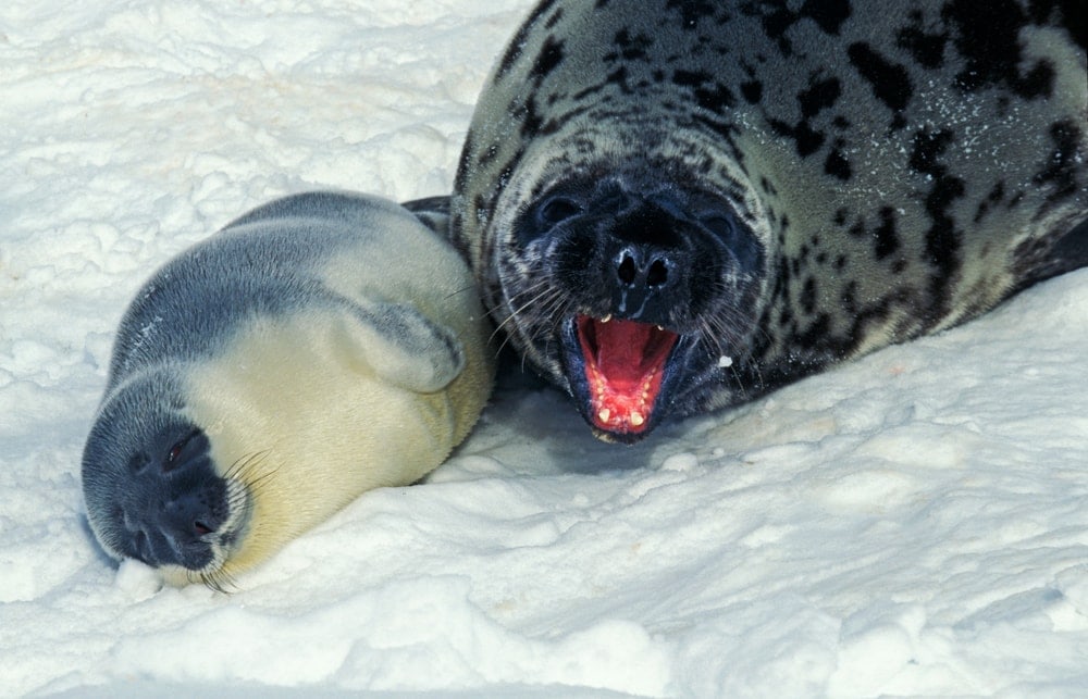 hooded seal (Cystophora cristata)