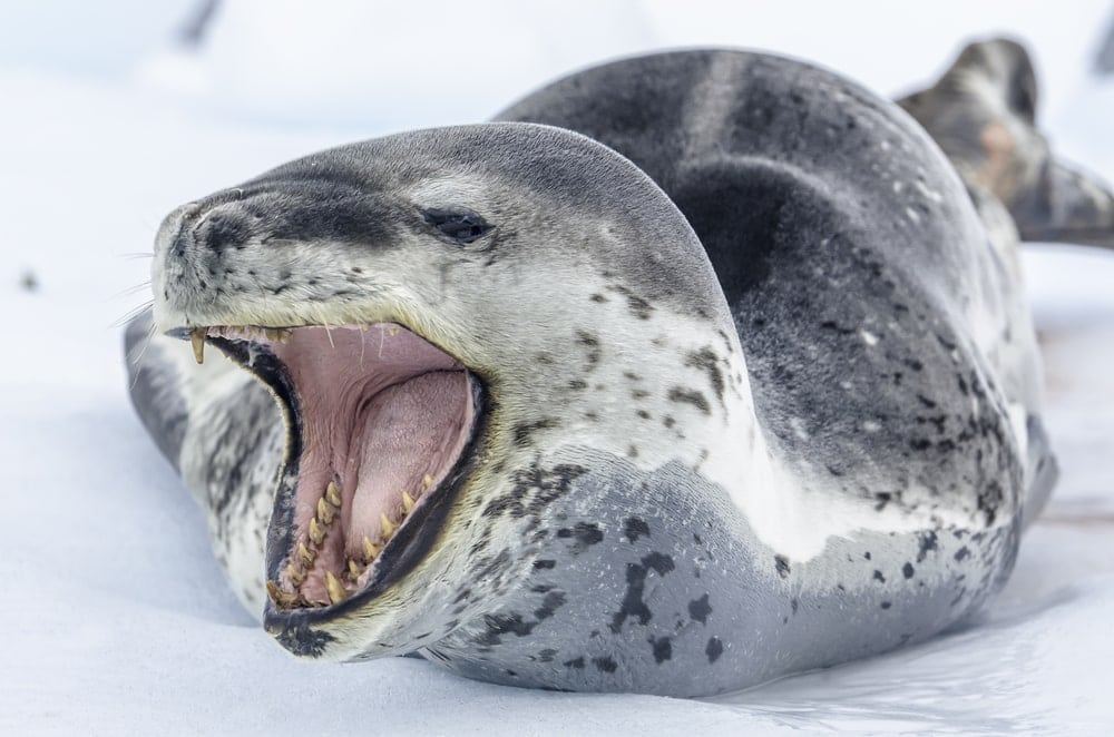 leopard seal (Hydrurga leptonyx)