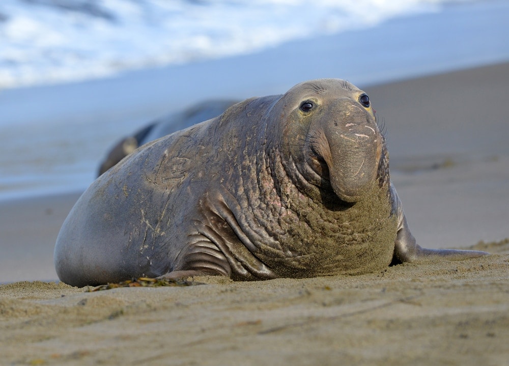 northern elephant seal (Mirounga angustirostris)