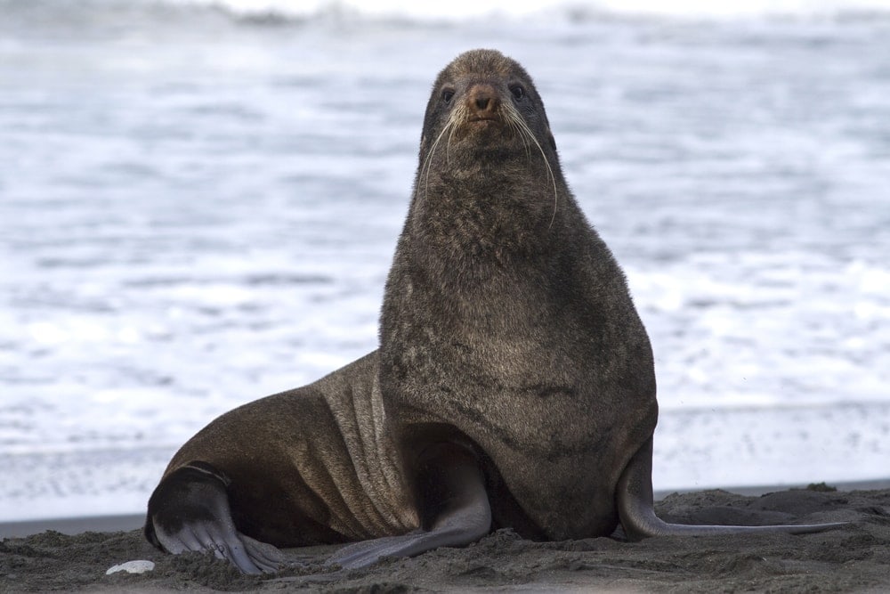 northern fur seal (Callorhinus ursinus)