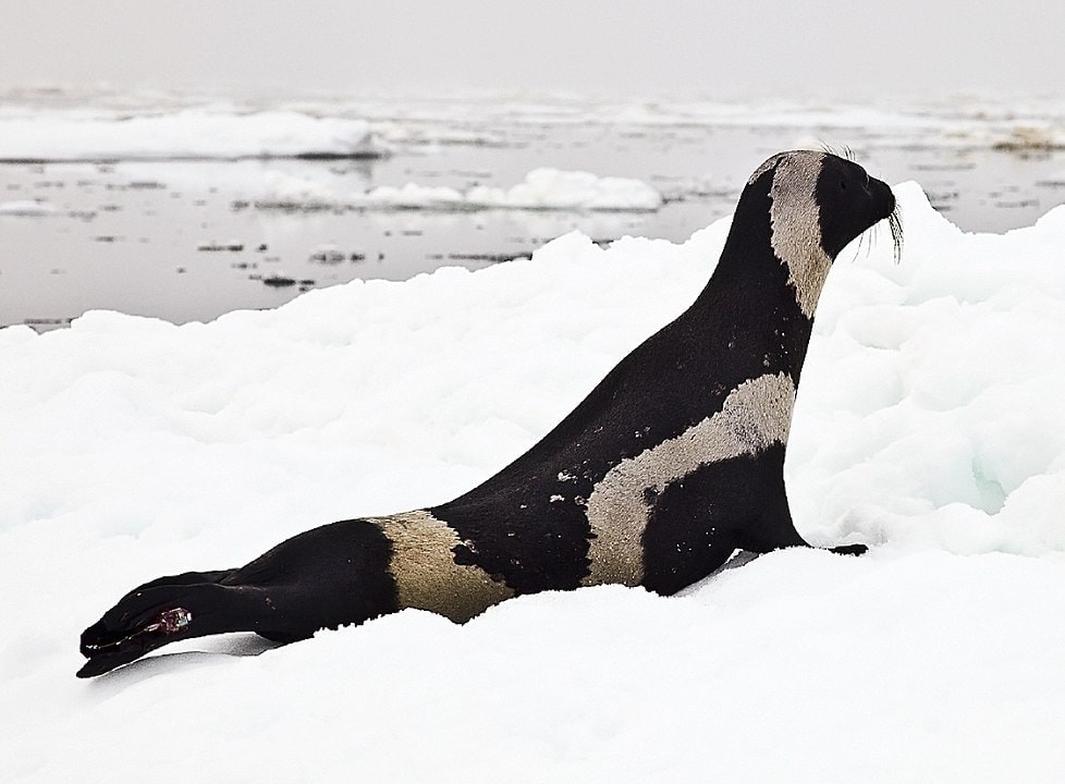 ribbon seal (Histriophoca fasciata)