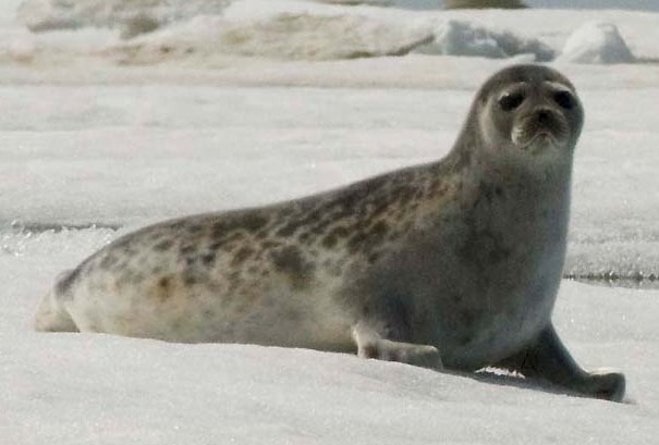 ringed seal (Pusa hispida)
