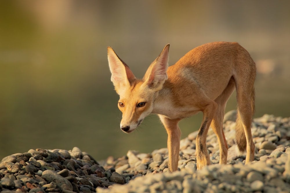 Ruppell's fox