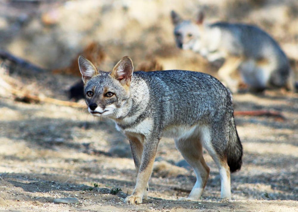 Sechuran Fox