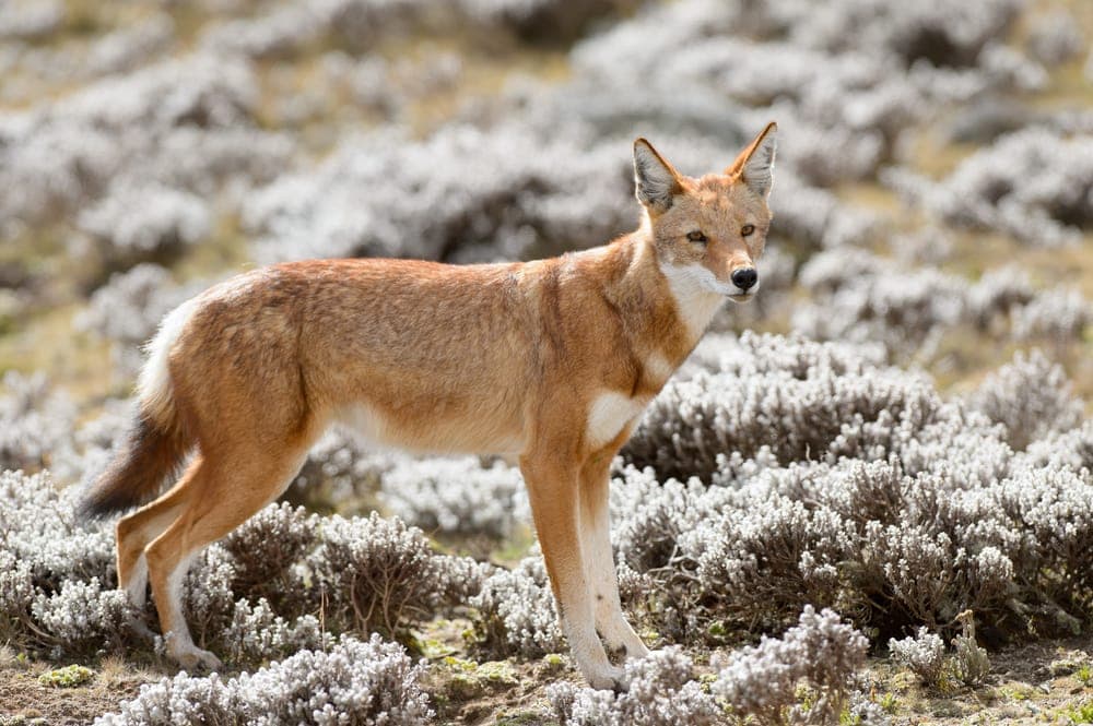 Simien fox