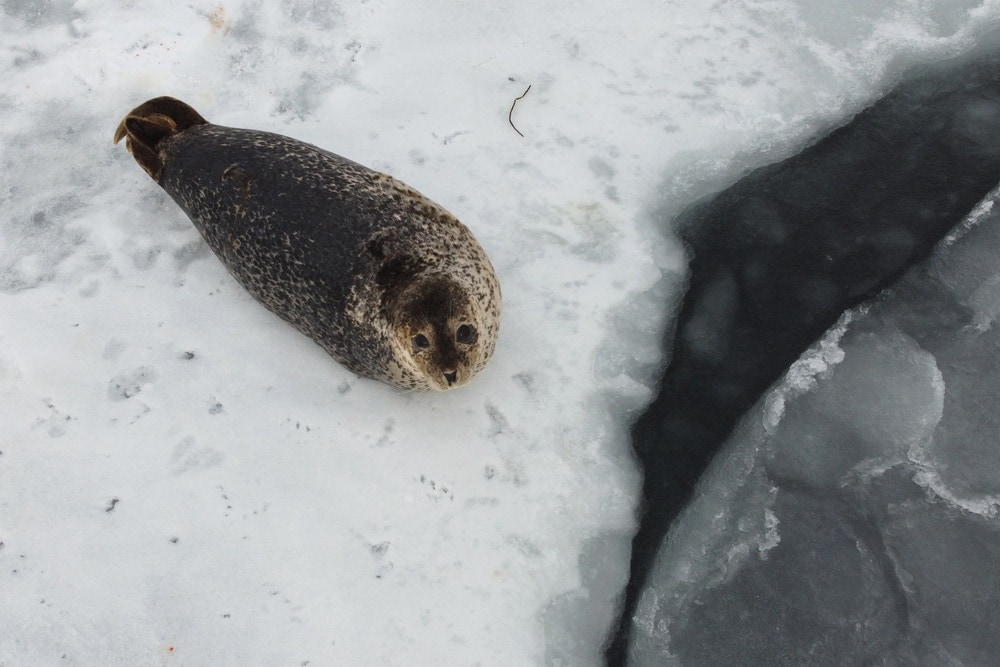 spotted seal (Phoca largha)