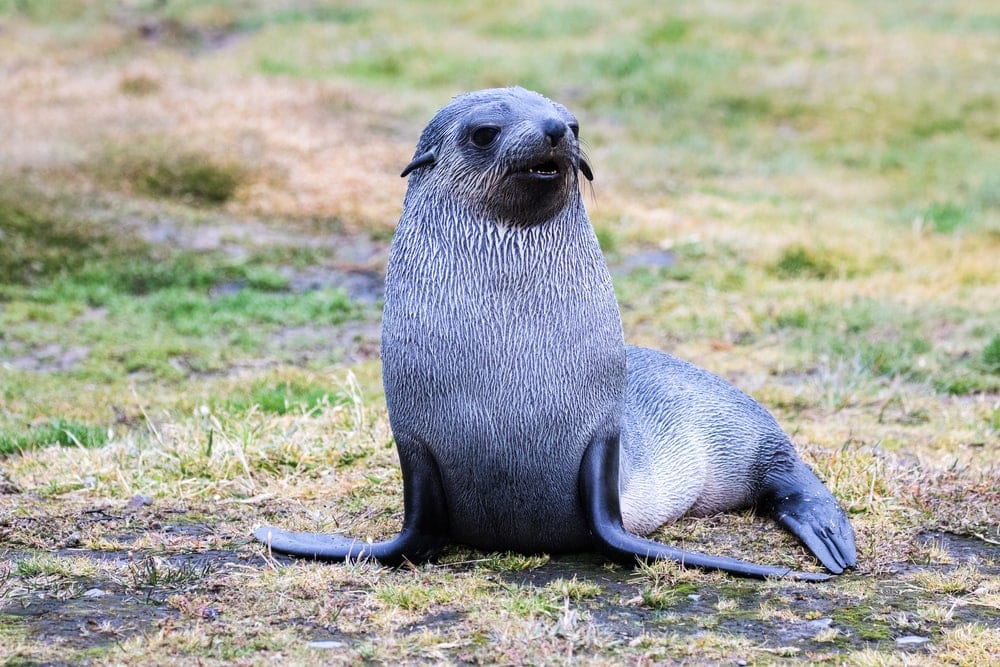 Antarctic fur seal (Arctocephalus gazella)