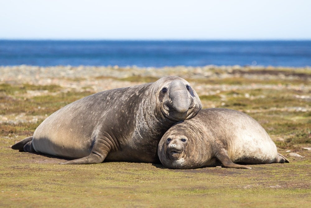 southern elephant seal (Mirounga leonina)