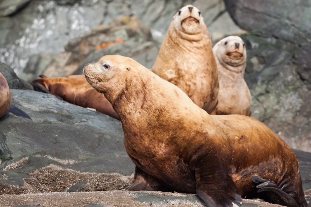 Steller sea lion (Eumetopias jubatus)