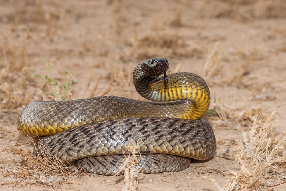 Inland Taipan on the ground looking for prey