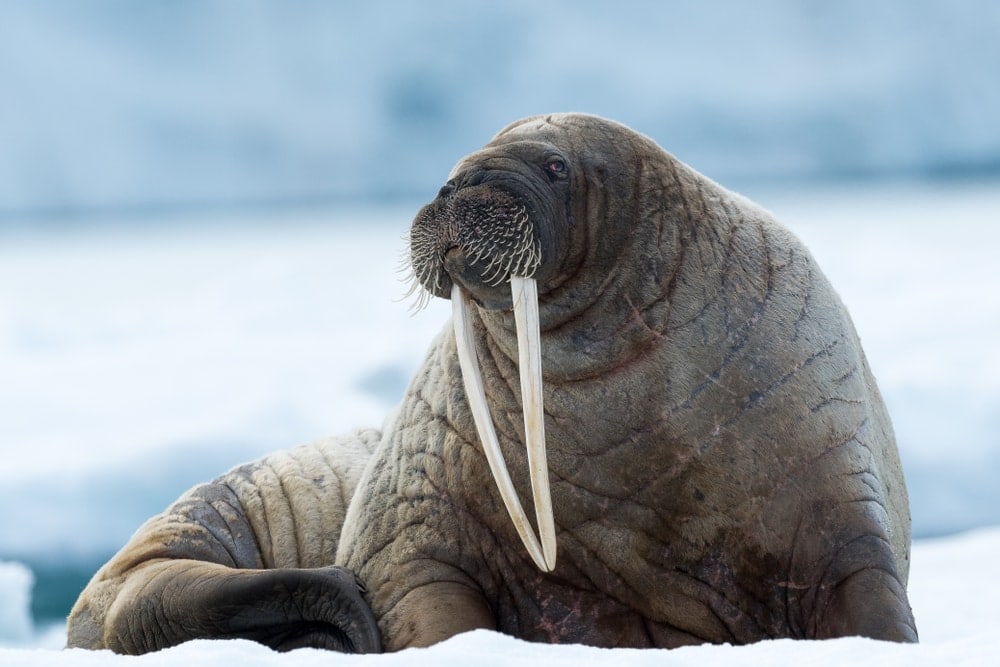 walrus (Odobenus rosmarus)