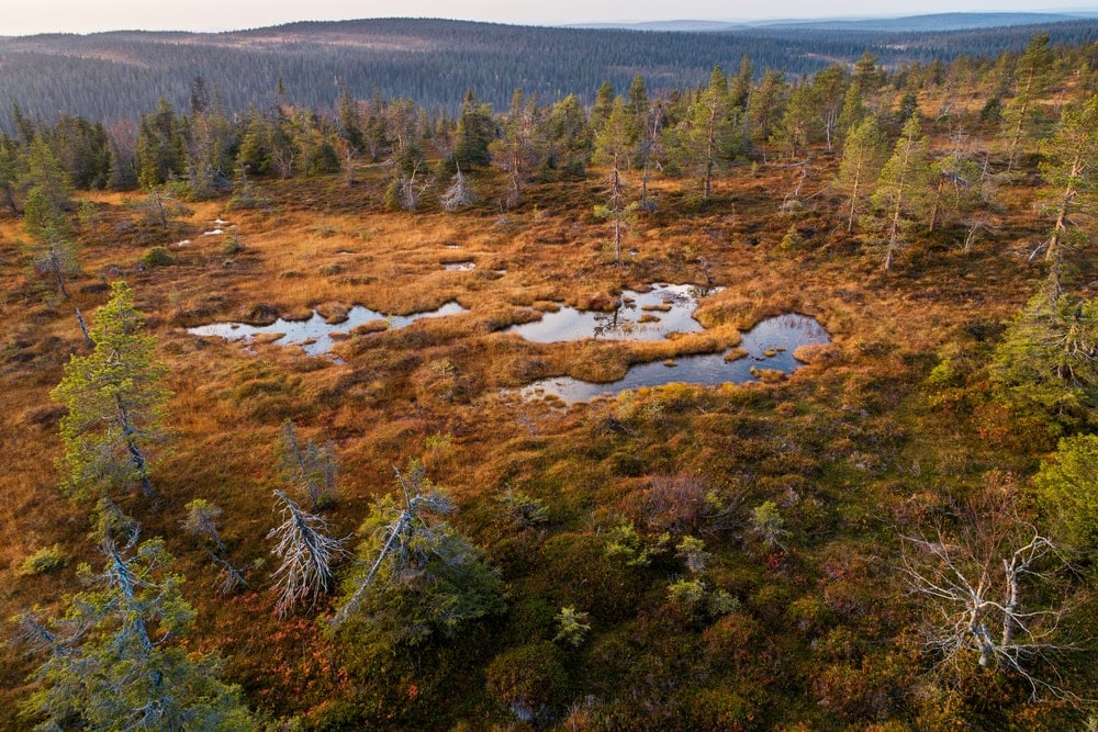 Boreal Forests and Taiga