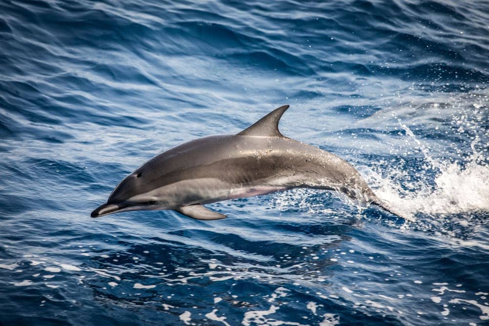 Clymene dolphin swimming out of the water