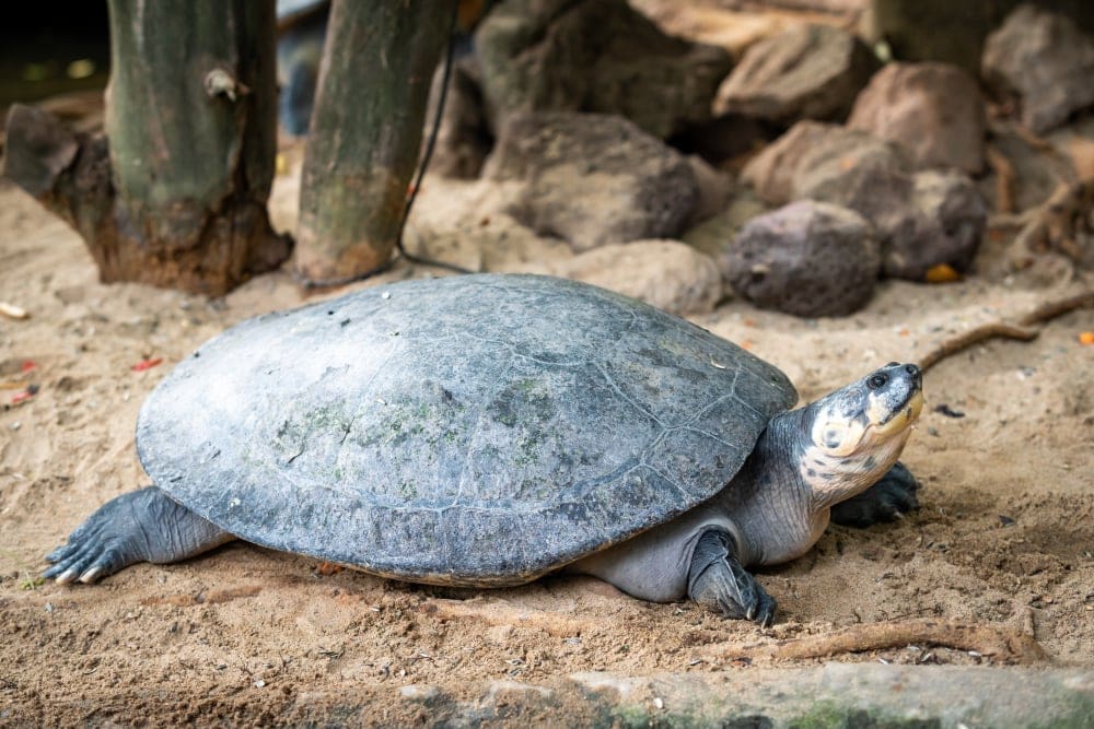 Flatback Sea Turtle walking in sand